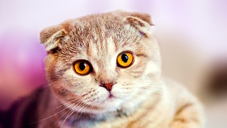 Scottish Fold