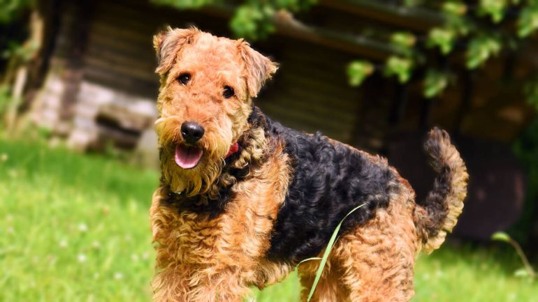 Airedale teriyeri - süs köpeği cinsleri